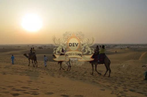 Camels resting on the dunes