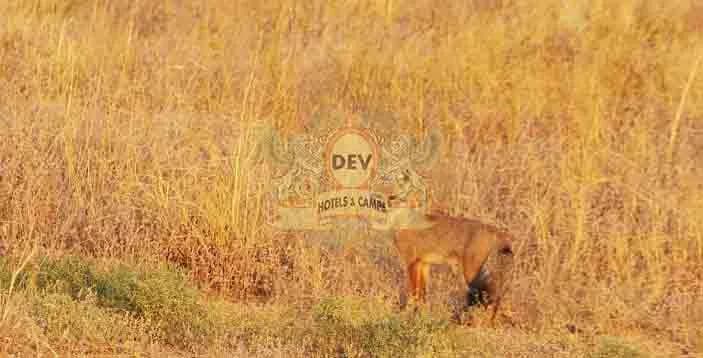 Desert fox in the dry grass